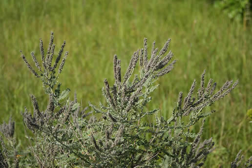 Lead Plant