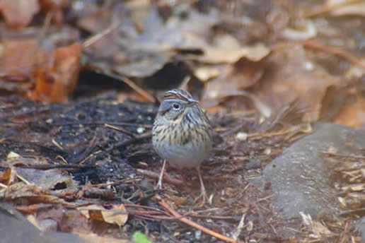 Lincoln's Sparrow