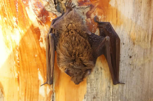 Little Brown Myotis