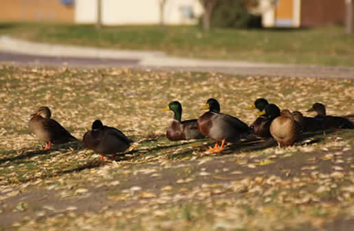 Mallard