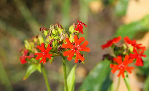 Maltese Cross