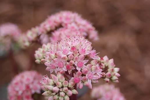 Sedum matrona