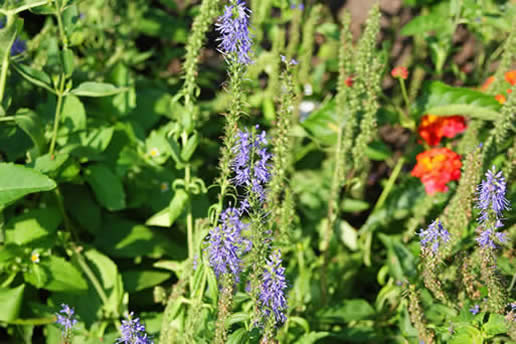 Meadow Sage