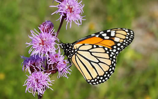 Monarch