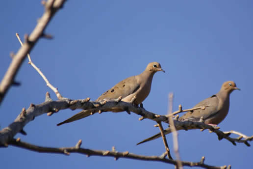 Mourning Dove