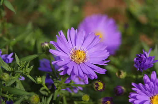 New England Aster