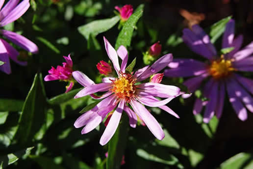 New York Aster