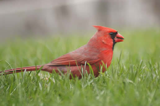 Northern Cardinal