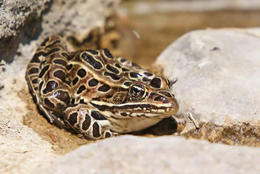 Northern Leopard Frog