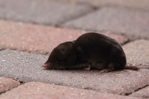 Northern Short-tailed Shrew