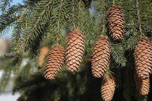 Norway Spruce