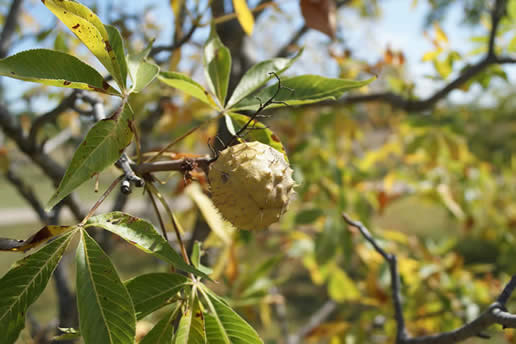 Ohio Buckeye