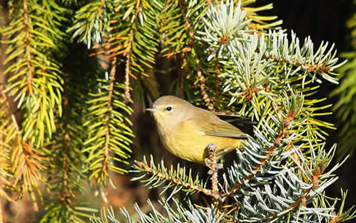 Orange-crowned Warbler