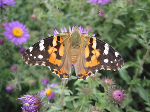 Painted Lady
