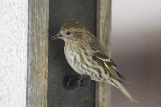Pine Siskin