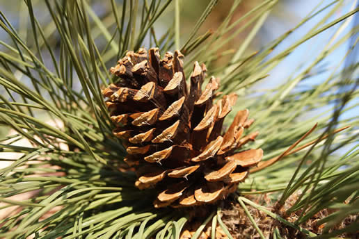Ponderosa Pine
