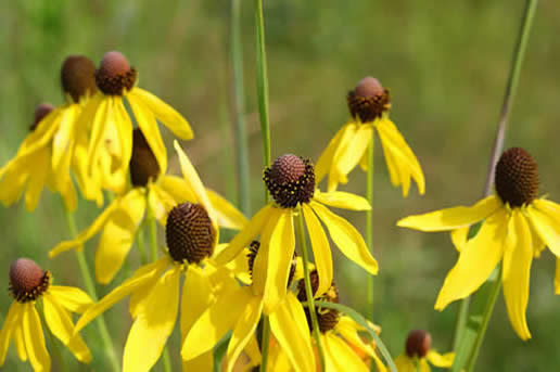 Prairie Coneflower