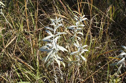 Prairie Sage
