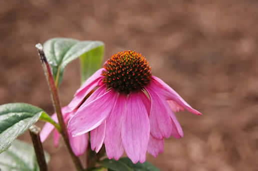 Purple Coneflower magnus
