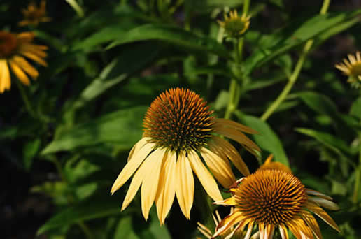 Purple Conwflower sunrise
