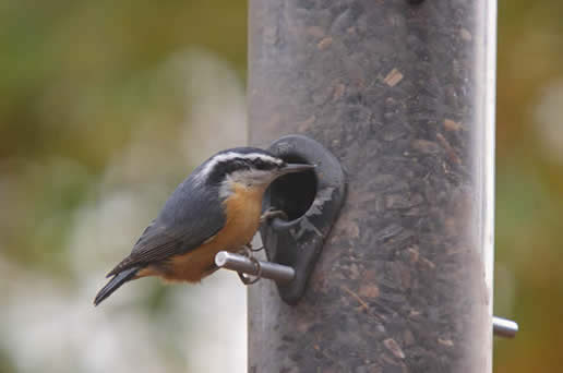 Red-breasted Nuthatch