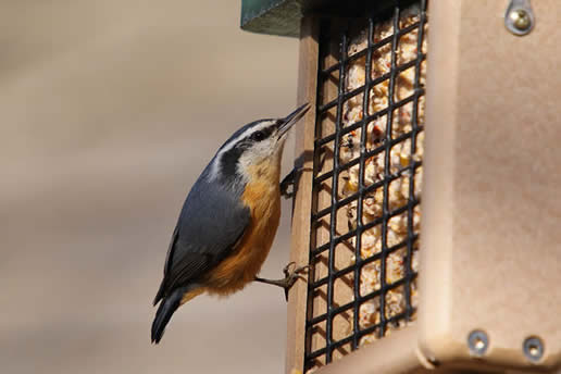Red-breasted Nuthatch