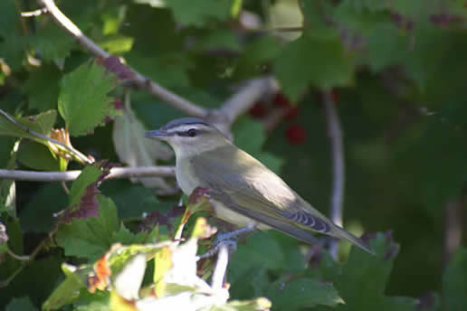 Red-eyed Vireo