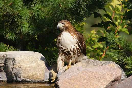 Red-tailed Hawk
