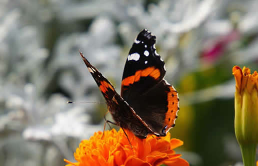 Red Admiral