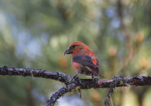 Red Crossbill