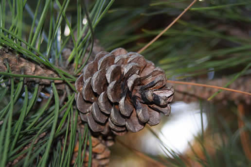 Red Pine