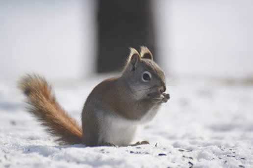 Red Squirrel
