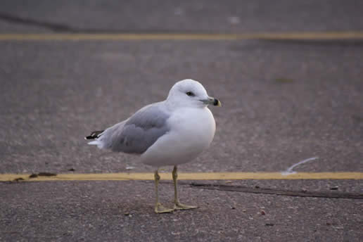 Ring-billed Gull