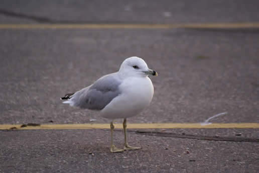 Ring-billed Gull