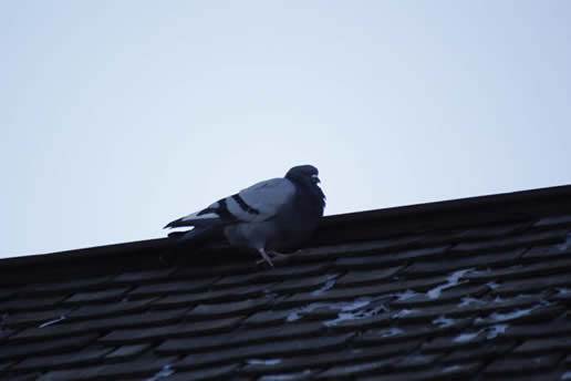 Rock Pigeon