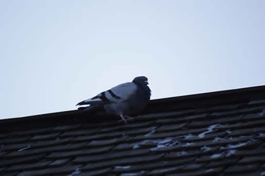 Rock Pigeon