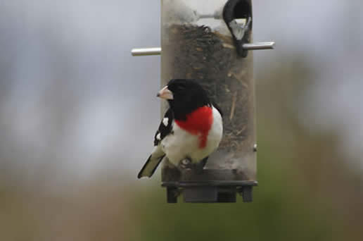 Rose-breasted Grosbeak