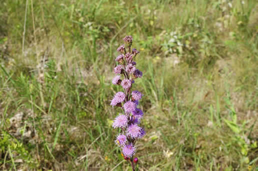 Rough Blazing Star