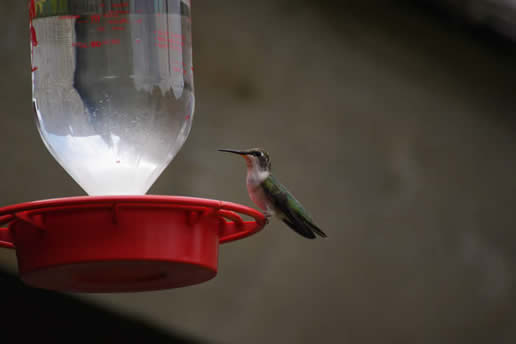 Ruby-throated Hummingbird