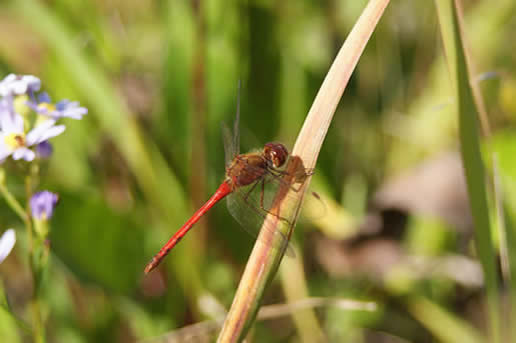 Ruby Meadowhawk