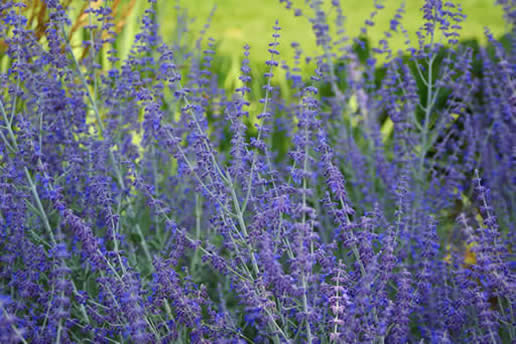 Russian Sage