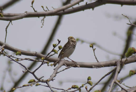 Savannah Sparrow