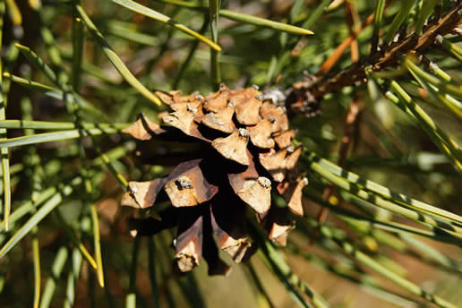 Scotch Pine