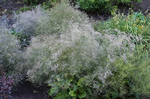 Sea Lavender