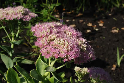 Autumn Joy Sedum