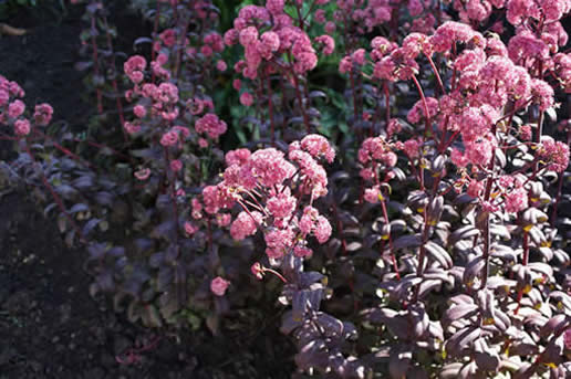 Sedum Purple Emperor