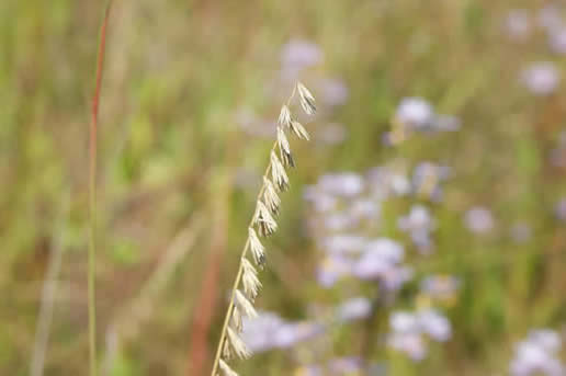 Side Oats Grama