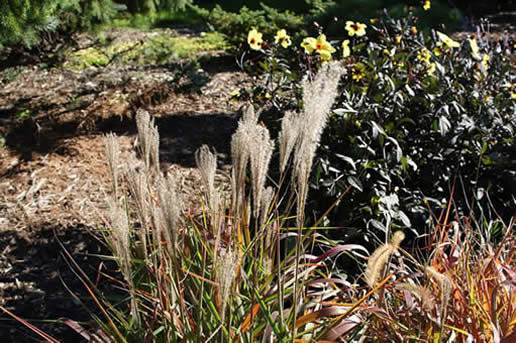 Silver Feather Miscanthus
