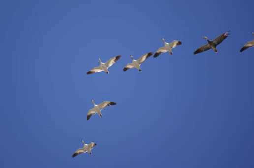 Snow Goose
