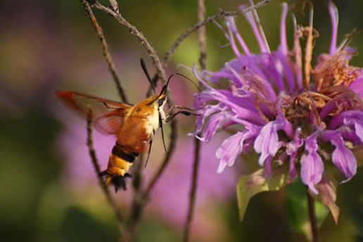 Snowberry Clearwing